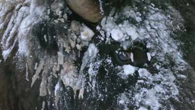 Their skin thickens in winter - Yellowstone: One-Fifty