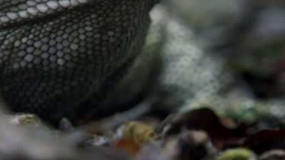 Their slow pace of life
left them better suited - Modern Dinosaurs