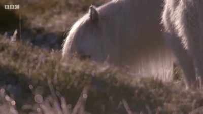 Their small size and thick coats
enable them to live here - Wales: Land of the Wild