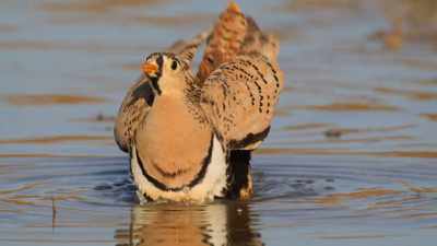 Their specially-adapted spiral shape
soak up water like a sponge. - Our Great National Parks