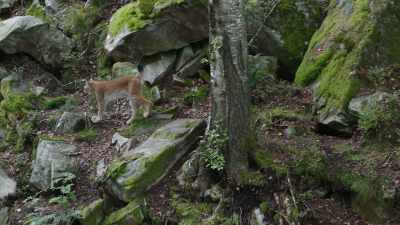 Their spots are starting to fade - Wild Nordic