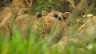 Their spotty coats
camouflage them for a reason. - Wild Babies