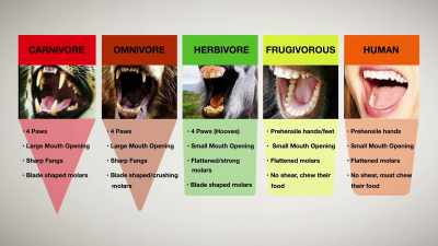 Their stomach acid
is very acidic, - Pet Fooled