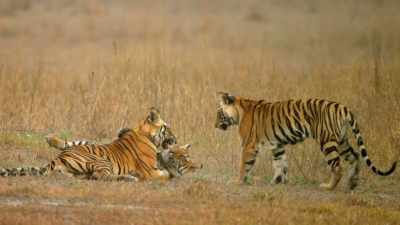 Their survival will depend
on mastering the ability to kill. - Dynasties