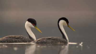 Their synchronized dance across the water - The Secret Lives of Animals