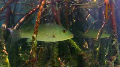 Their tangled roots
create safe nurseries for young fish, - Our Planet
