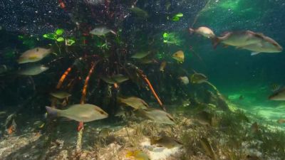 Their tangled roots create safe nurseries for young fish, - Our Planet