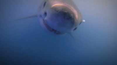 Their teeth are long, - Shark Attack Files