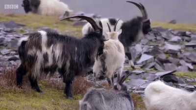 Their thick coats may be warm, - Wales: Land of the Wild