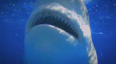 Their top teeth
overlap slightly, - Shark Attack Files