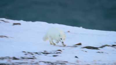 Their transformation is triggered
by the decreasing daylight, - Attenborough's Life in Colour