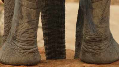 Their trunk acts as a flexible straw, - Our Great National Parks