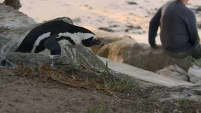 Their two determined beaks
pack a real... pinch. - Penguin Town