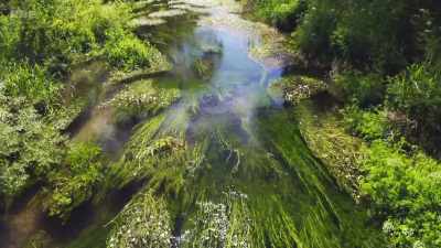 Their waters, rising through chalk
and flowing over it, - Wild Isles