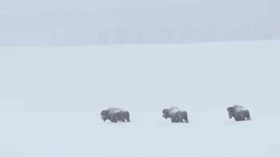 Their weakness is
another's strength. - Epic Yellowstone