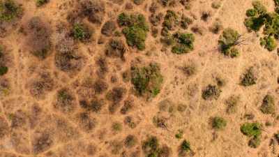 Their well-trodden trails
are visible from the air, - Our Great National Parks