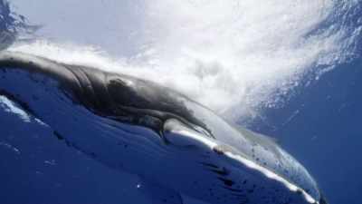 "Then, all the male humpbacks join in" - Secrets of the Whales