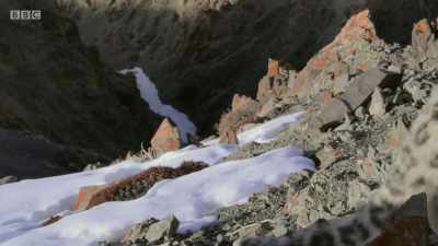 Then an hour after
the female has left, - Planet Earth: A Celebration