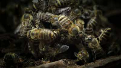 Then each bee
begins flexing its flight muscles. - Super/Natural