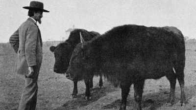 Then he began experimenting, - The American Buffalo