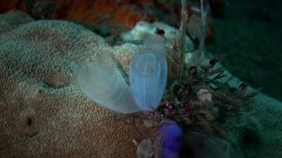 Then, it grows into
a big, old sea squirt. - One Strange Rock
