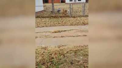 Then, we have a dog
over here - Neighborhood Wars
