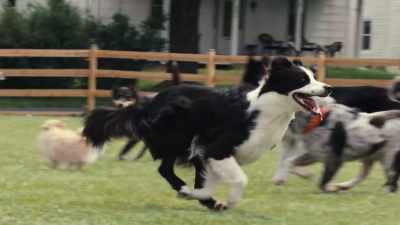 Then you have the Basset Hound, - Inside the Mind of a Dog