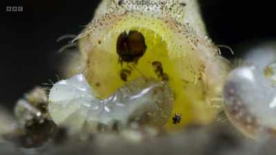 Then, having consumed
almost the entire ant colony... - Wild Isles