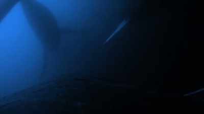"Then, herders bring them in closer." - Secrets of the Whales