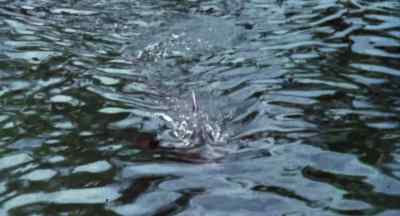 Then I came to this small inlet. - Mako: The Jaws of Death