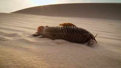 Then, when it needs to find water... - Welcome to Earth