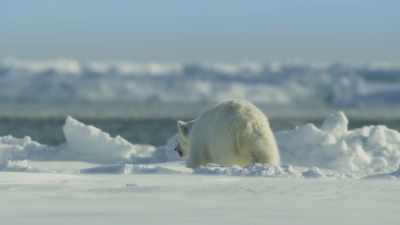 Then it's back to play... - Frozen Planet II