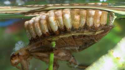 Then it's just, get yourself born,
water bug! - Absurd Planet