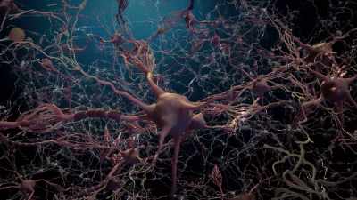 Then, just as quickly,
the brain has to react. - Human: The World Within
