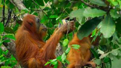 Then, maneuvering it
with their extremely versatile lips, - Our Great National Parks