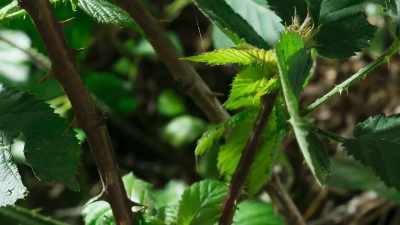 Then, only just behind,
come the brambles. - The Green Planet