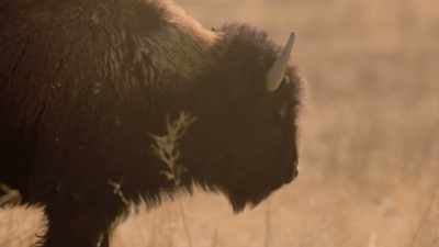 Then he picked out
a lead buffalo, - The American Buffalo