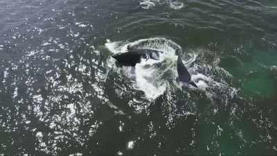 Then they push the youngster
down until, finally... - Frozen Planet II