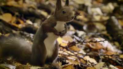 Then put me down
for a couple of chipmunks - When Nature Calls with Helen Mirren