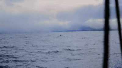 "Then..." - Secrets of the Whales