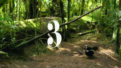 Then smartly onto move three, - Dancing with the Birds