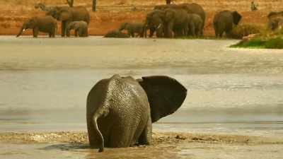 ..then takes out his frustration
any way he can. - Serengeti