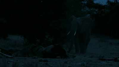 Then Tembo is confronted
by his own mortality. - Serengeti
