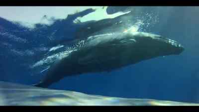 Then, the biggest male closes in again - Our Oceans