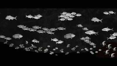 Then, the herbivores have
got nothing left to eat, - Envoy: Shark Cull