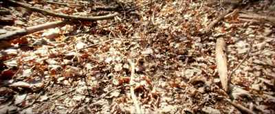 Then the malevolent witch - Razzennest