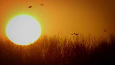 Then, as the sun
really rises over the horizon... - United States of Animals
