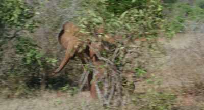 Then there's Wewe, - The Elephant Queen