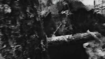 Then, they took me out
in the woods and left me, - Trees and Other Entanglements
