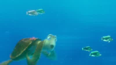 - Then you were, like, whoa... - Finding Nemo